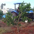 Testimonio de Adolfo Abreu, fundador de la Empresa Agroindustrial Victoria de Girón - Cuba