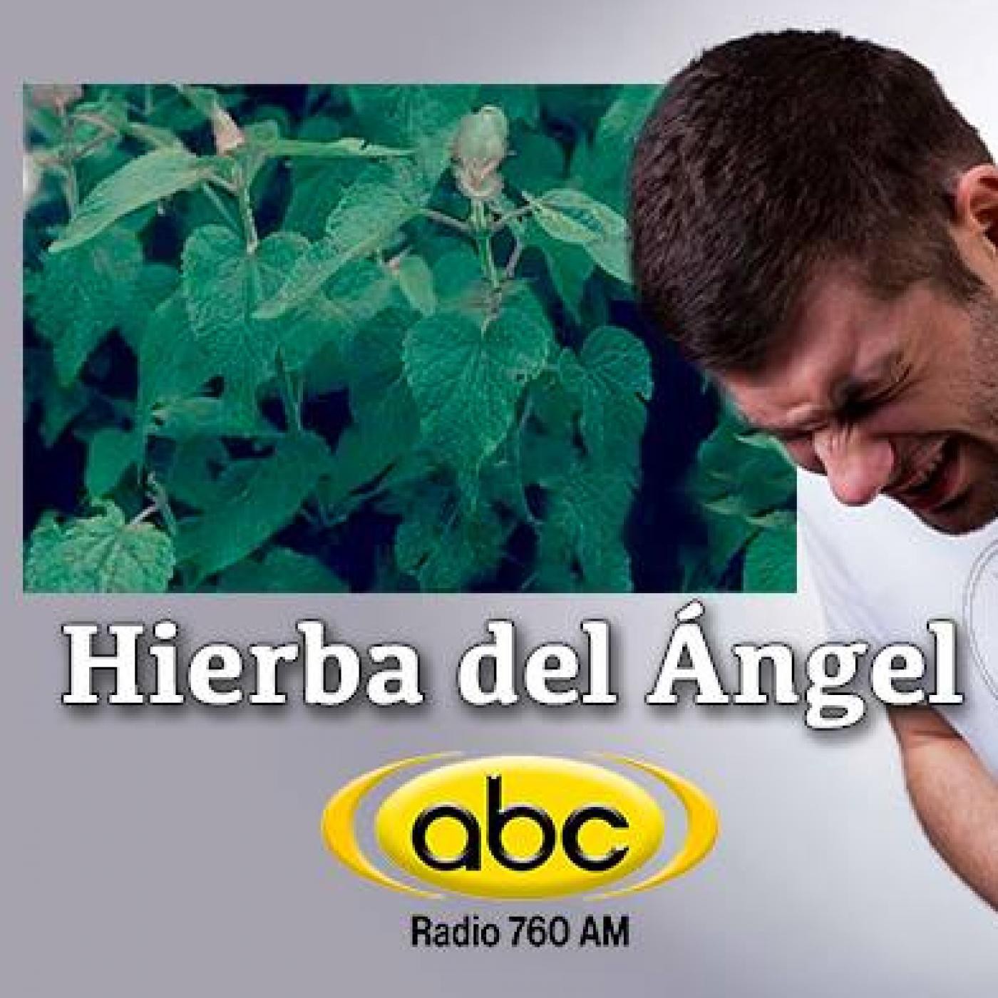 El Ángel De Tu Salud Rodrigo Mondragón Hierba Del Angel En El Ángel De Tu Salud En Mp30412 3652