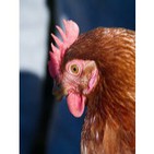 Poema Mamá Gallina
