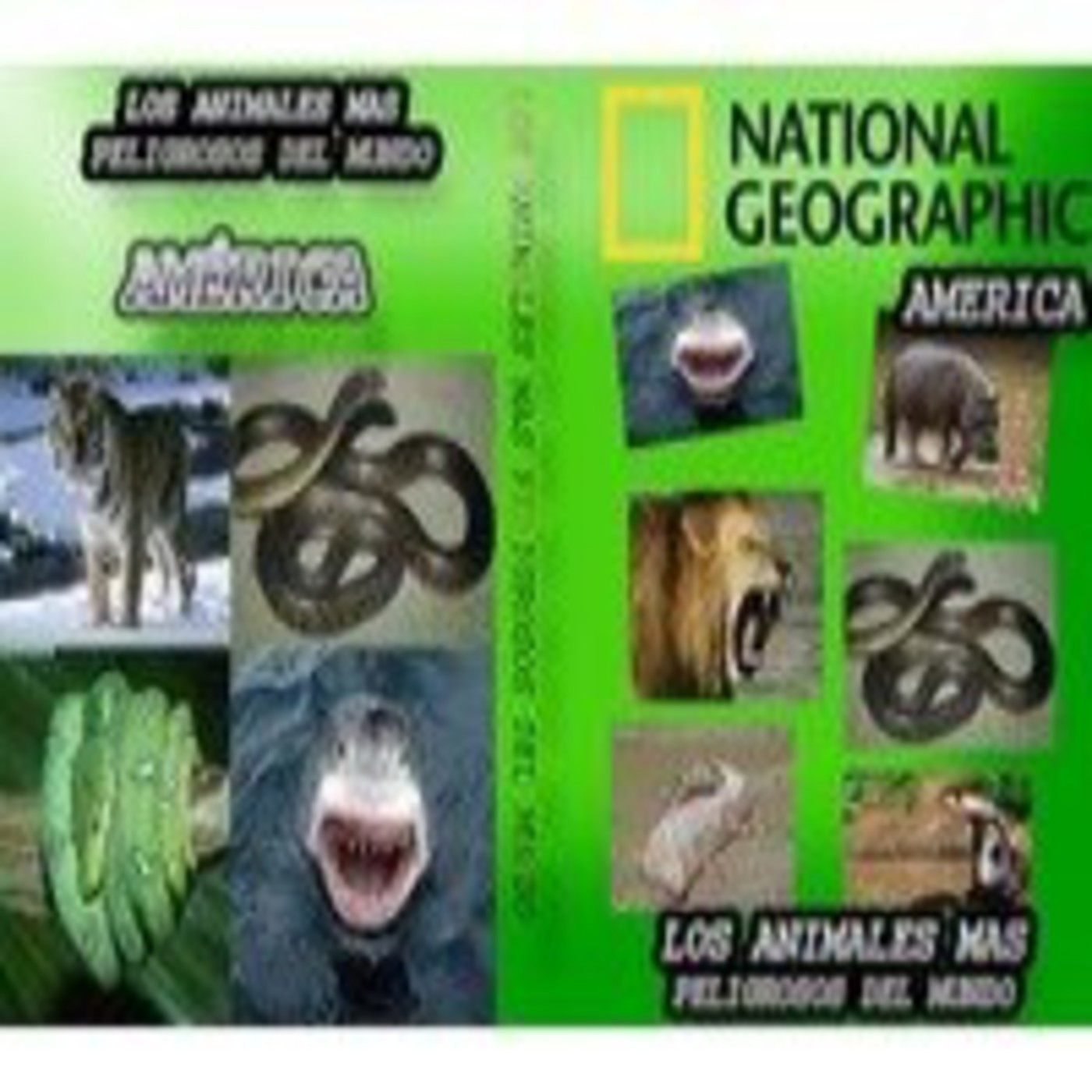 Documentales National Geographic Español Animales Peligrosos