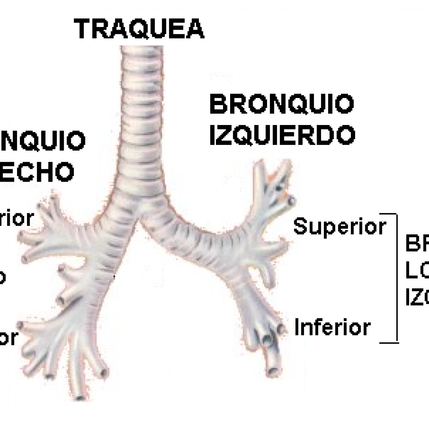 Formación traquea bronquios y pulmones. en linavalencia en 